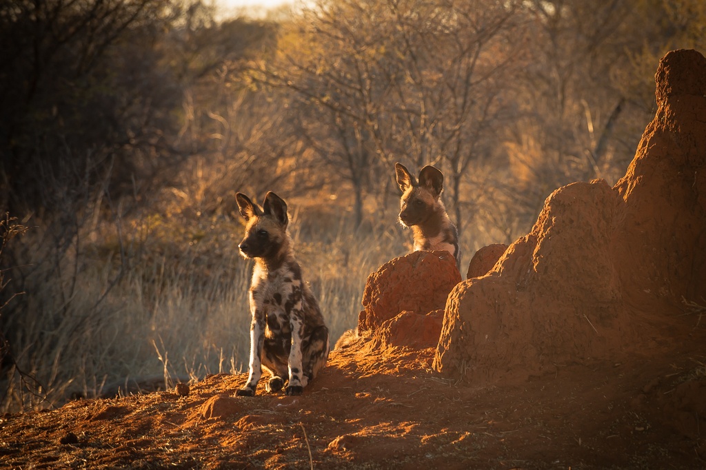 Wild dogs are frequent visitors to Madikwe's many lodges