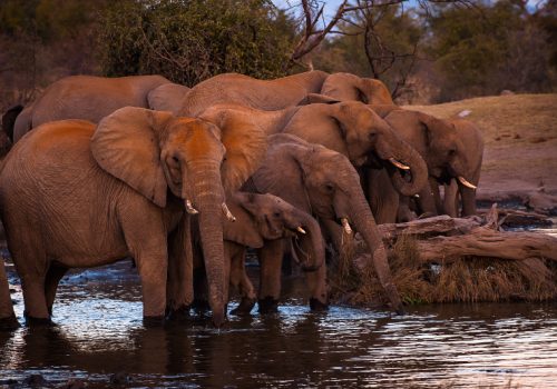 elephants-in-water (1)