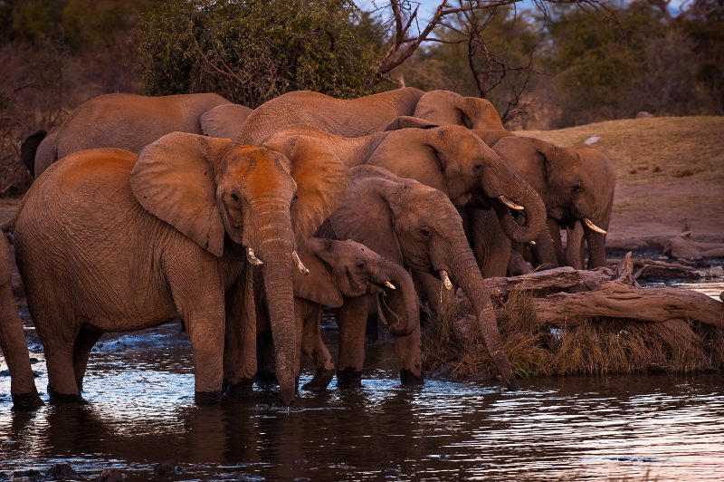 elephants-in-water (1)