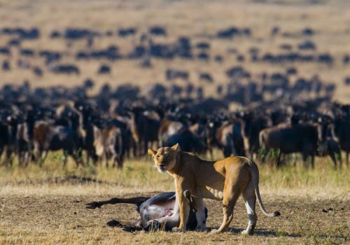 lion on kill